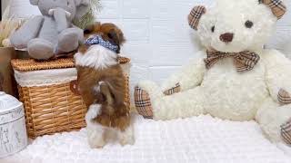 シーズーの動画01