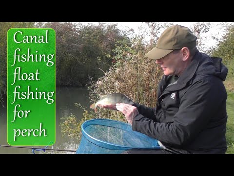 Canal fishing - float fishing for perch with Andrew Bolderson