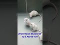 White mice reaction to a paper toy #shorts
