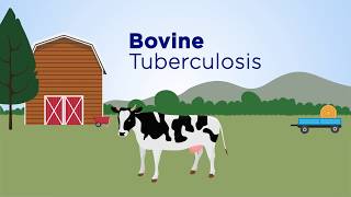 Abrupt events and population synchrony in the dynamics of Bovine Tuberculosis