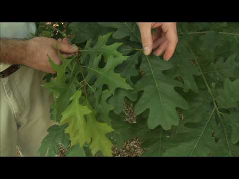 How to Spot the Difference Between Oak Species - YouTube