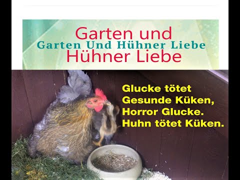 GLUCKE TÖTET GESUNDE KÜKEN, Horror Glucke. Huhn tötet Küken
