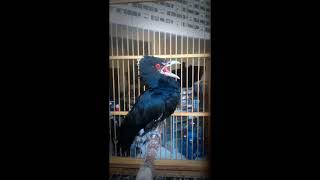 Download lagu suara pikat burung tuwu tuwu dijamin Ampuh langsung nyaut mp3 Download lagu suara pikat burung tuwu tuwu dijamin Ampuh langsung nyaut mp3