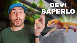 5 cose da sapere prima di comprare un rettile | Guida per principianti