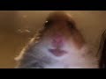 Hamster Staring At Camera 10 Hours ( ͡° ͜ʖ ͡°)