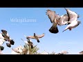 Ghea Indrawari Melangitkanmu Official Lyric Video