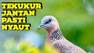 Download lagu 1 JAM Suara Tekukur Kuk 2 Gacor DOR Manggung JOSS Buat Pancingan Derkuku Muda Bahan, NYAUTTTT !!! mp3 Download lagu 1 JAM Suara Tekukur Kuk 2 Gacor DOR Manggung JOSS Buat Pancingan Derkuku Muda Bahan, NYAUTTTT !!! mp3