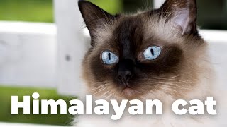 Himalayan Cat Breed: Everything You Need to Know