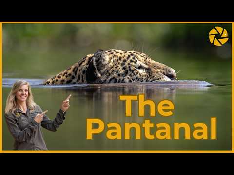 The Pantanal | A Guide for Photographers