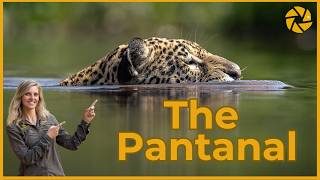 The Pantanal | A Guide for Photographers