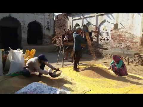 Organic wheat grain and all grains farming in Asdhana village.