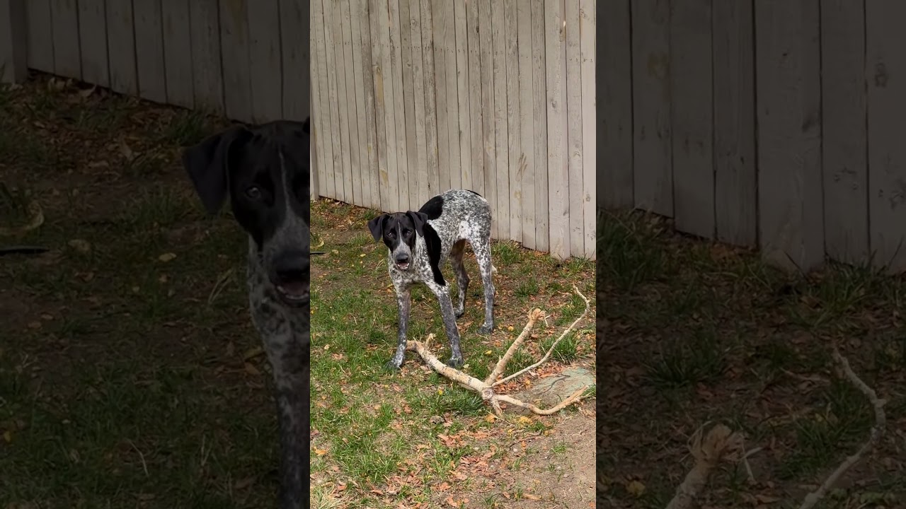Enlarge Nikki, a Adopted mixed breed in Fort Collins, CO video 5/6