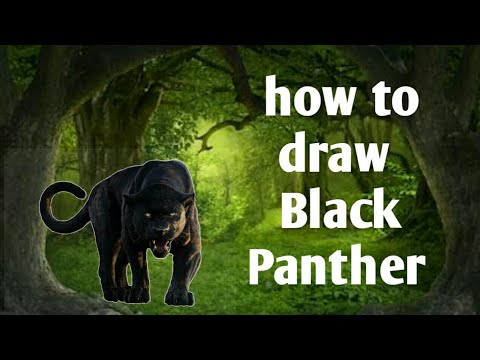 how to draw Black Panther animal - YouTube