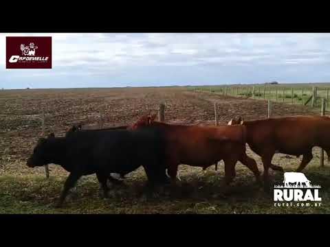 Lote 28 Terneros 120kg - , La Pampa