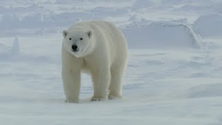 Polar Bears: Masters Of The Snow | Snow Animals | BBC Earth