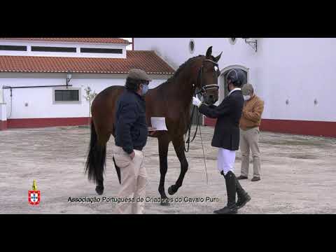 5 Nadir por Diogo Santos