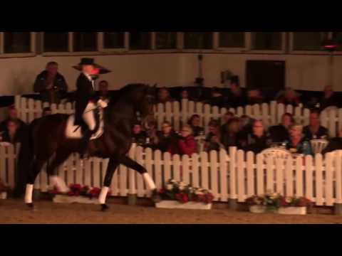 Franziskus präsentiert auf unserer Hengstschau 2017