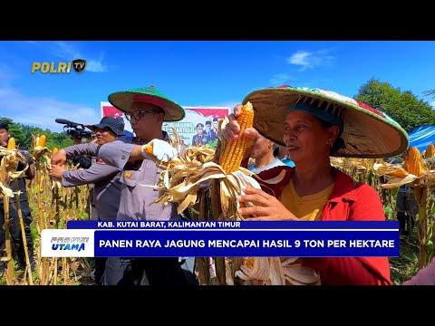 PANEN RAYA JAGUNG KUARTAL 2 POLRES KUTAI BARAT MENUNJUKKAN HASIL MEMUASKAN