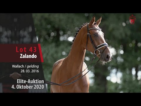 Elite-Auktion 4. Oktober 2020 Lot 43 Zalando Wallach v. Zinedine - New Quidam