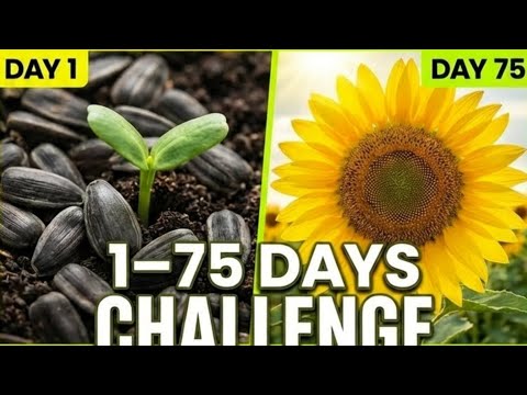 Life Cycle Of Sunflower Time Lapse 75 Days -Seed to Seeds
