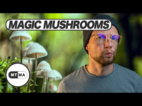 Magic Mushrooms, Zauberpilze - wie wirken sie? Sind die gefährlich?