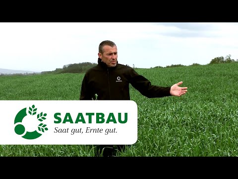 Winterroggen gesund erhalten April/Mai 2020