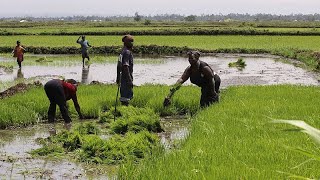 Kenya’daki Nubiyeli kadınlar kentsel tarımla geleneklerini canlandırıyor