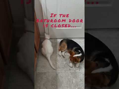 If the bathroom door is closed...#corgi #cat