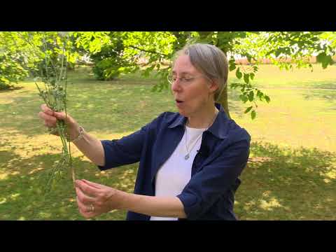 Die Kräuterbüschel an Mariä Himmelfahrt haben ein Geheimnis