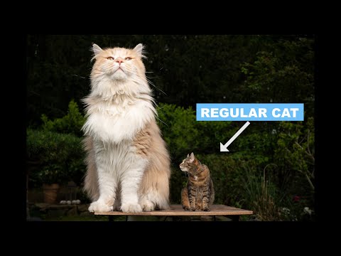 Maine Coon Cat Breed Characteristics, Facts & Personality Explained