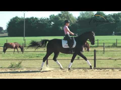 Da Vinci *2012 www.pferdesportservice.de