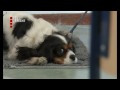 Hond op school in Utrecht