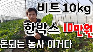 태풍으로 비트 가격 폭등, 비트 10kg  한박스 100.000원   대박 돈대는 농사  비트재배 비트 효능