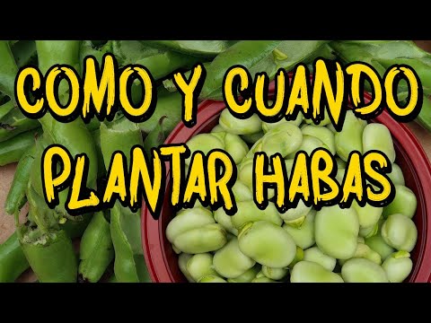 Como y cuando sembrar Habas #habas