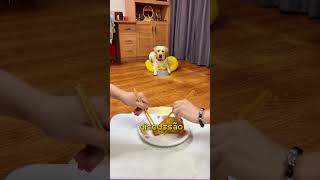 Cachorro SURPREENDE DONO! #curiosidades #shorts