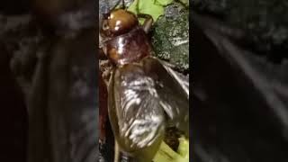 Download lagu Suara jangkrik pengusir tikus | suara jangkrik cliring mp3