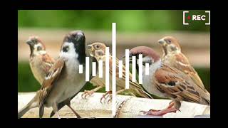 Download lagu masteran burung greja suara jernih/nyerecet kasarrr cocok untuk masteran murai batu mp3