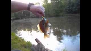 preview picture of video 'Blue Gill on Popper Lure'