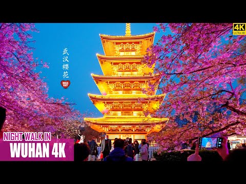 Caminhada noturna de Wuhan | Flores de cerejeira do Lago Leste | 4K HDR | Província de Hubei, China | Hubei Wuhan | Flores de cerejeira do Lago Leste