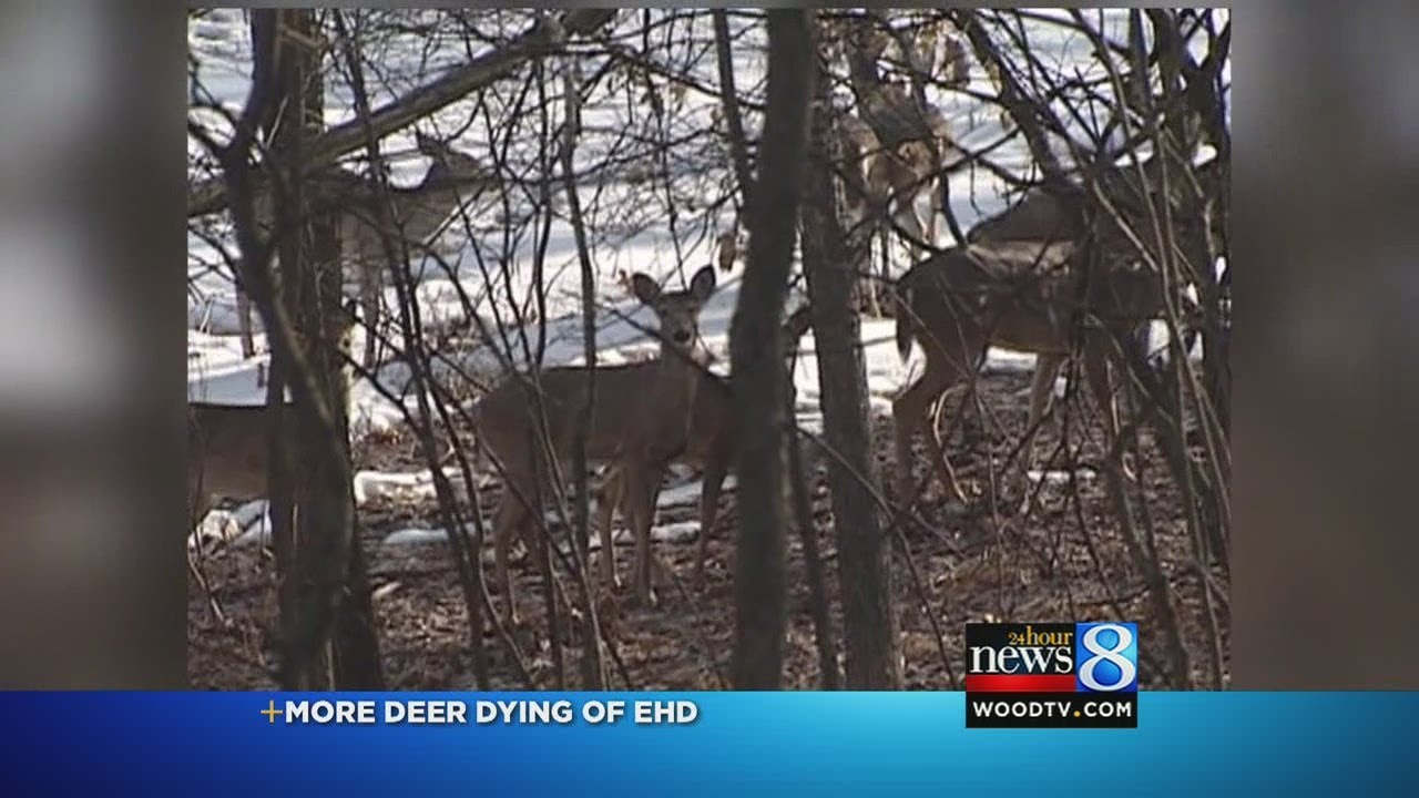 DNR: More than 11,000 deer dead of EHD