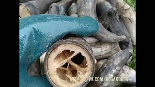 Приманка для рыбалки из рога