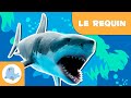 Le requin 🦈 Les animaux pour enfants 🌊