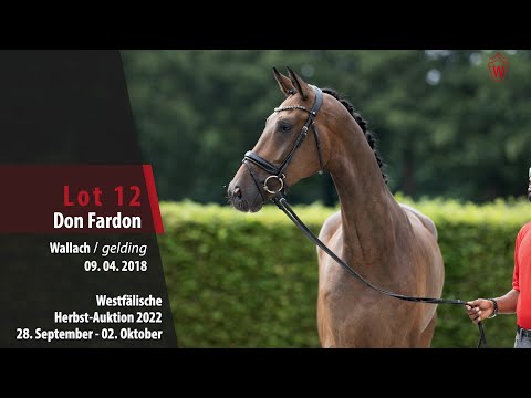 Herbst-Auktion Lot 12 Don Fardon Wallach v. Don Nobless - Fürst Heinrich
