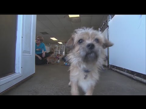 FDA: Certain dog food may be linked to heart disease