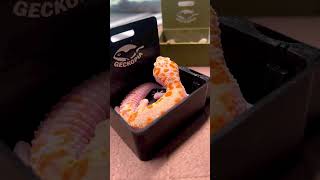 Download lagu It’s the best way we know how we can help geckos with disabilities to eat better and easier. mp3 Download lagu It’s the best way we know how we can help geckos with disabilities to eat better and easier. mp3