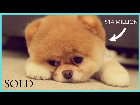 Cute & Cuddly Pets That Are Expensive To Own
