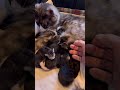 2 day old maine coon kittens for sale in ct mainecoon