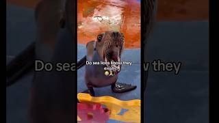 Sea Lions are so DUMB 🥀🤣