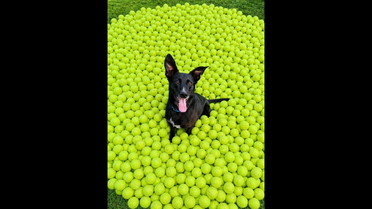 Enlarge Benny, a Adoptable mixed breed in Sparta, NJ video 6/6