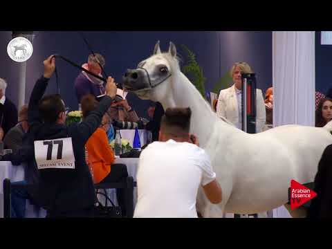 N.77 ADHAM SAQR - SEWC 2017 - Stallions (Class 5B)